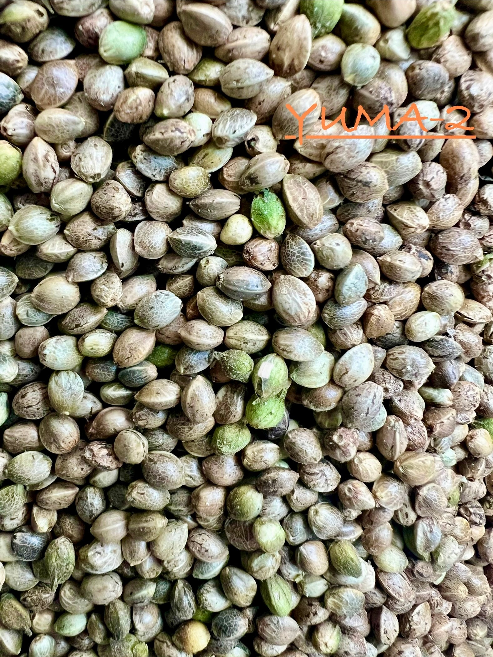 Ripkitty International & Domestic Live Raw Viable Hemp Seeds Sold in Bulk & Single Amounts for Agriculture, Poultry, Equine Feeding, & Livestock