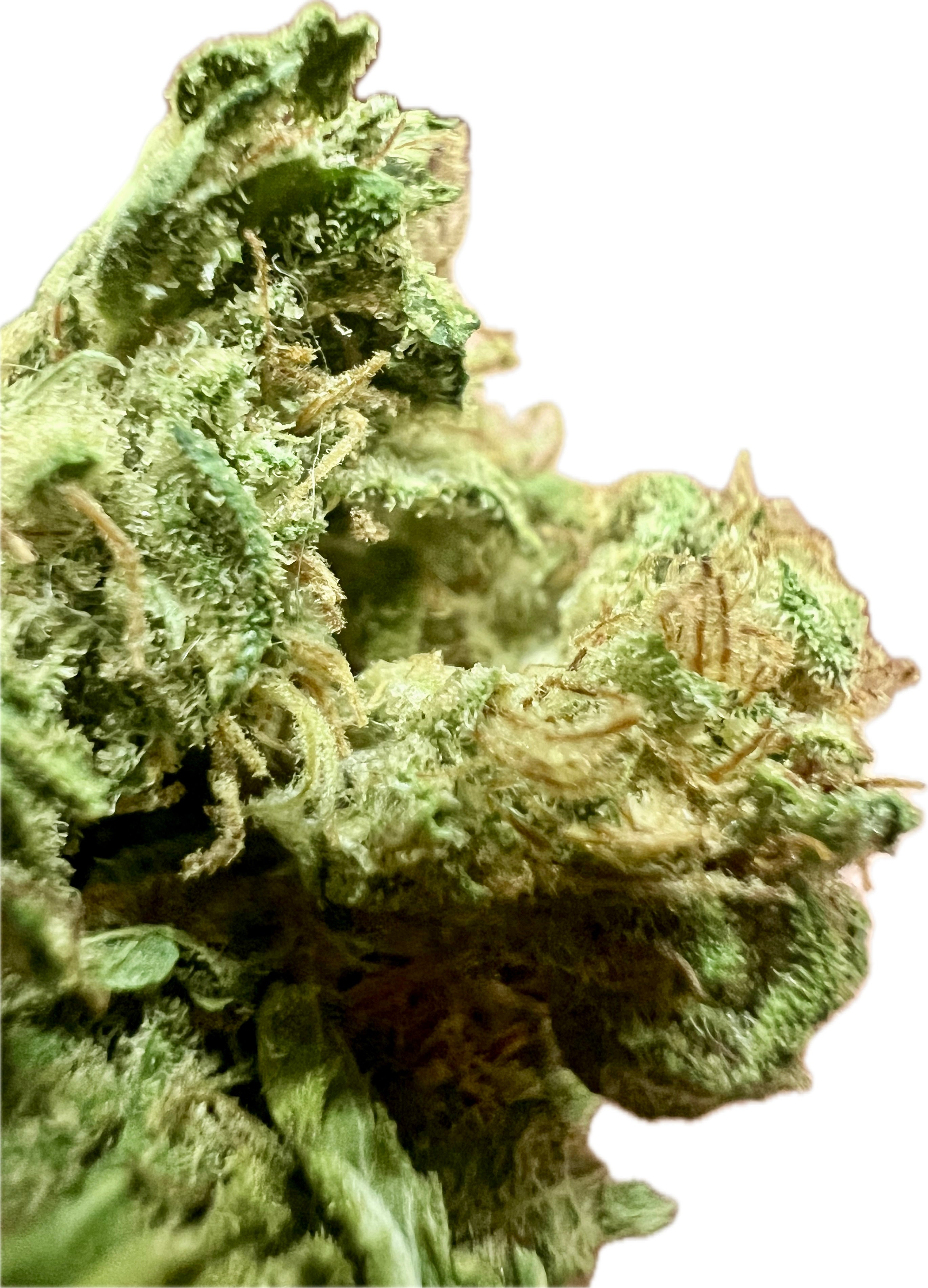 Ripkitty Sour Brûlée CBD Hemp Flowers