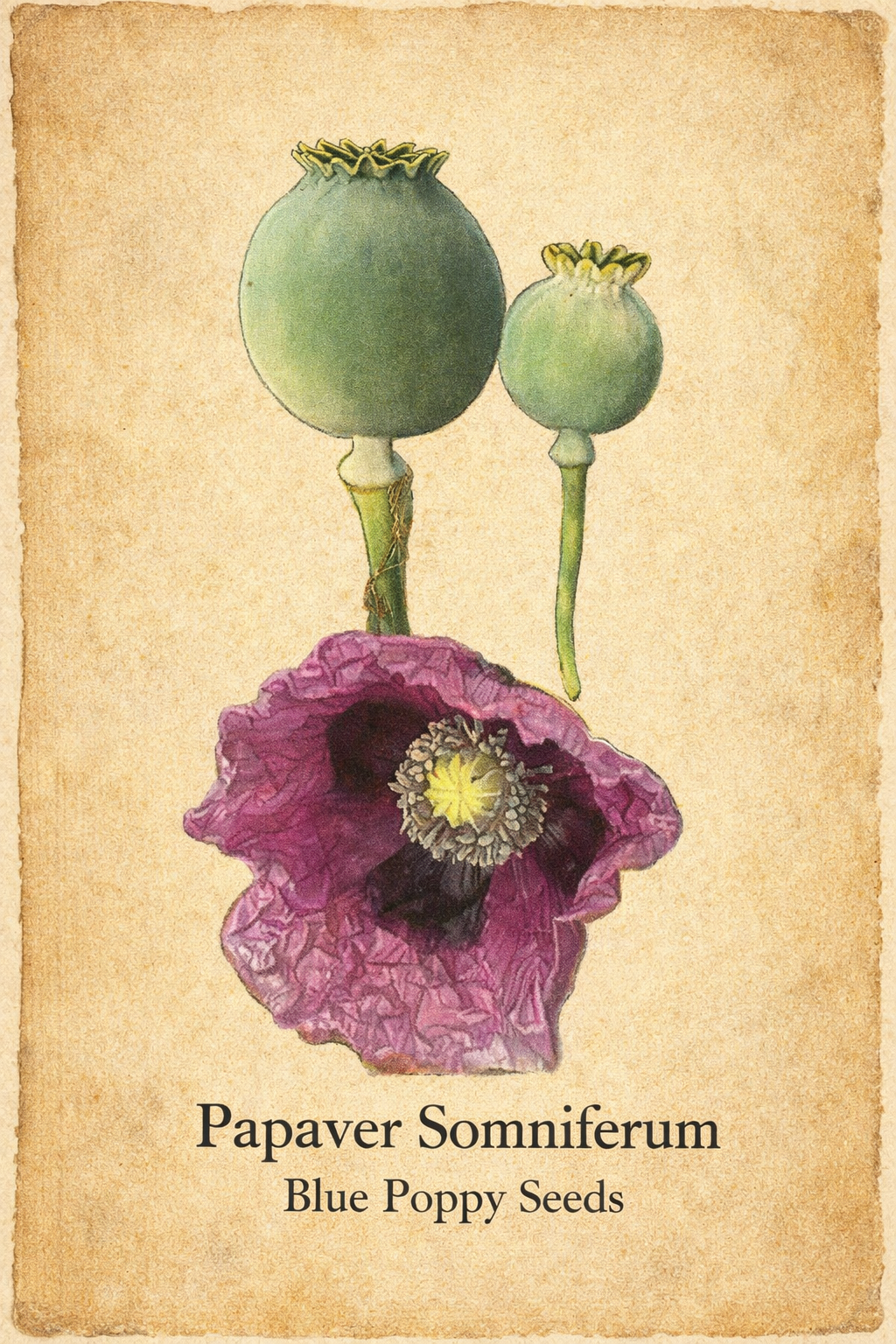 Illustration of a blue poppy seed pod and flower on a textured beige background.