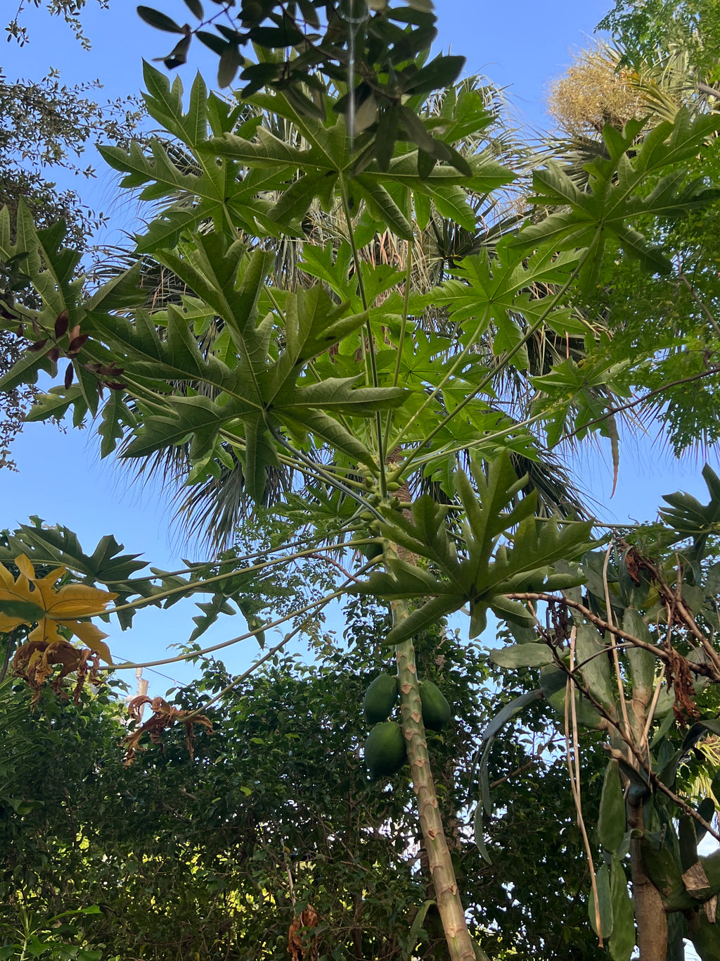 Ripkitty Premium Papaya Seeds (Carica Papaya) - Tropical Fruit Tree Cultivation