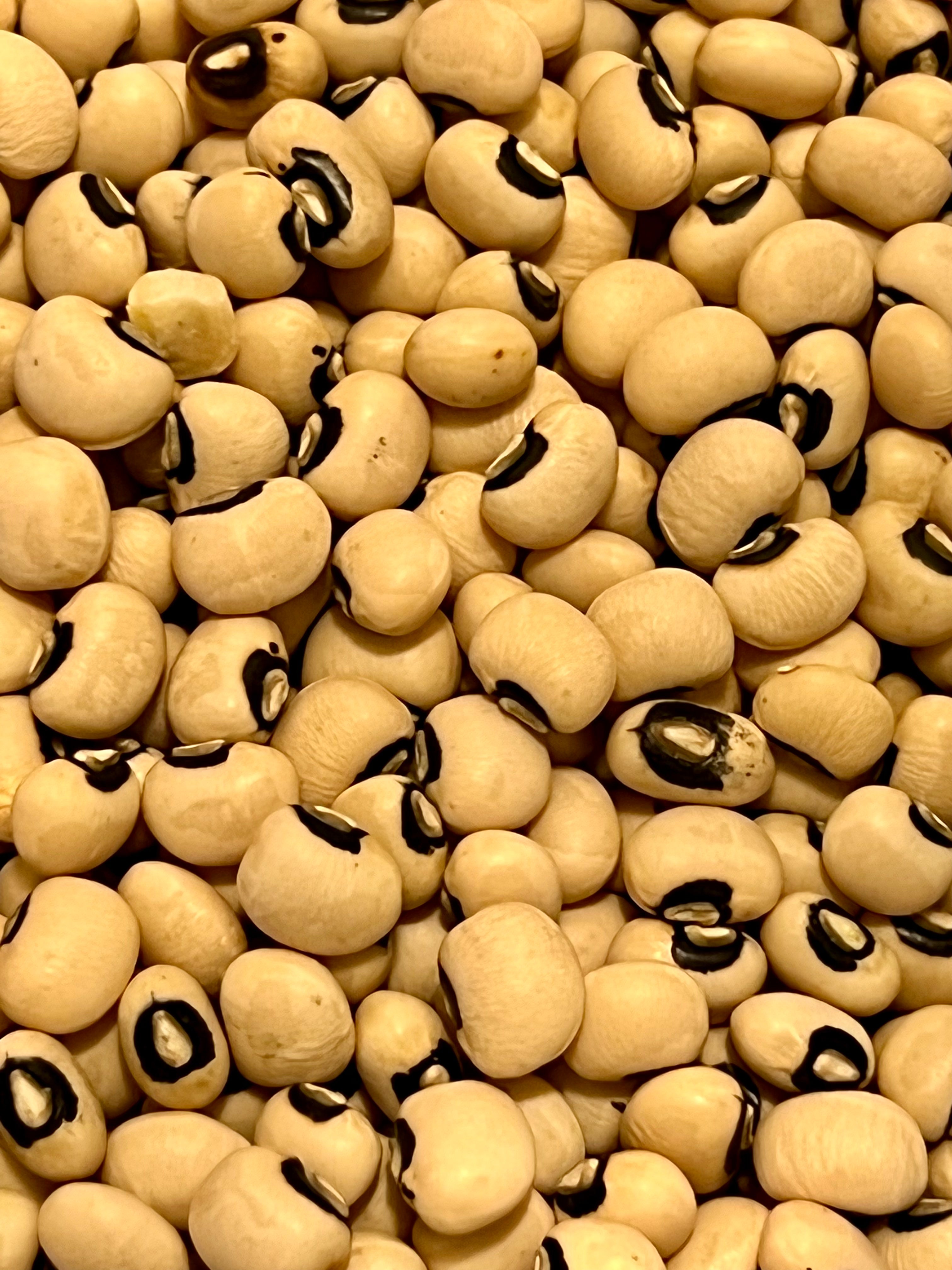 Ripkitty Black Eyed Peas - Vigna Unguiculata High-Yield Non-GMO Seeds