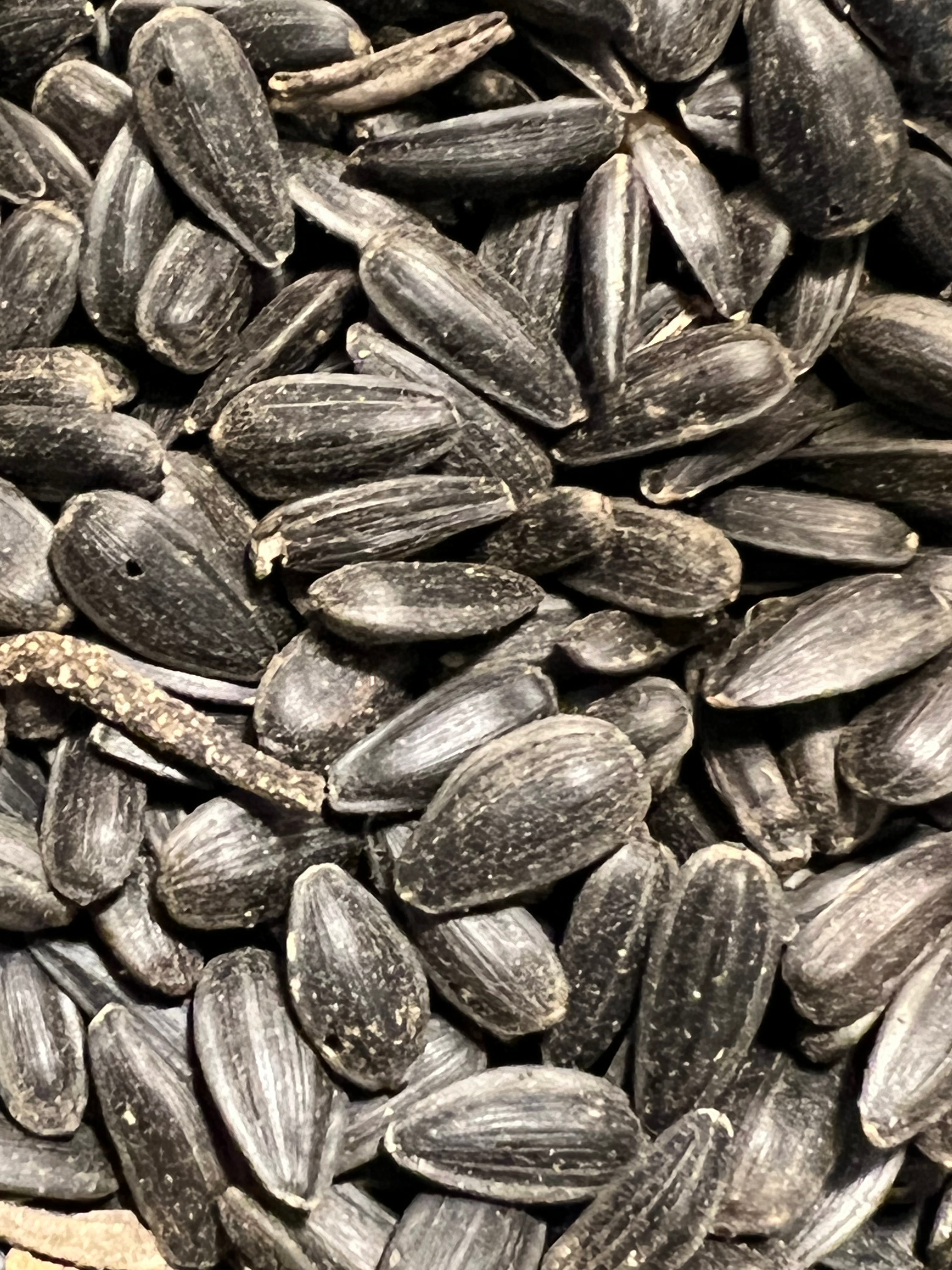 Ripkitty Premium Black Oil Sunflower Seeds - High-Energy Bird Feed & Garden Heirloom